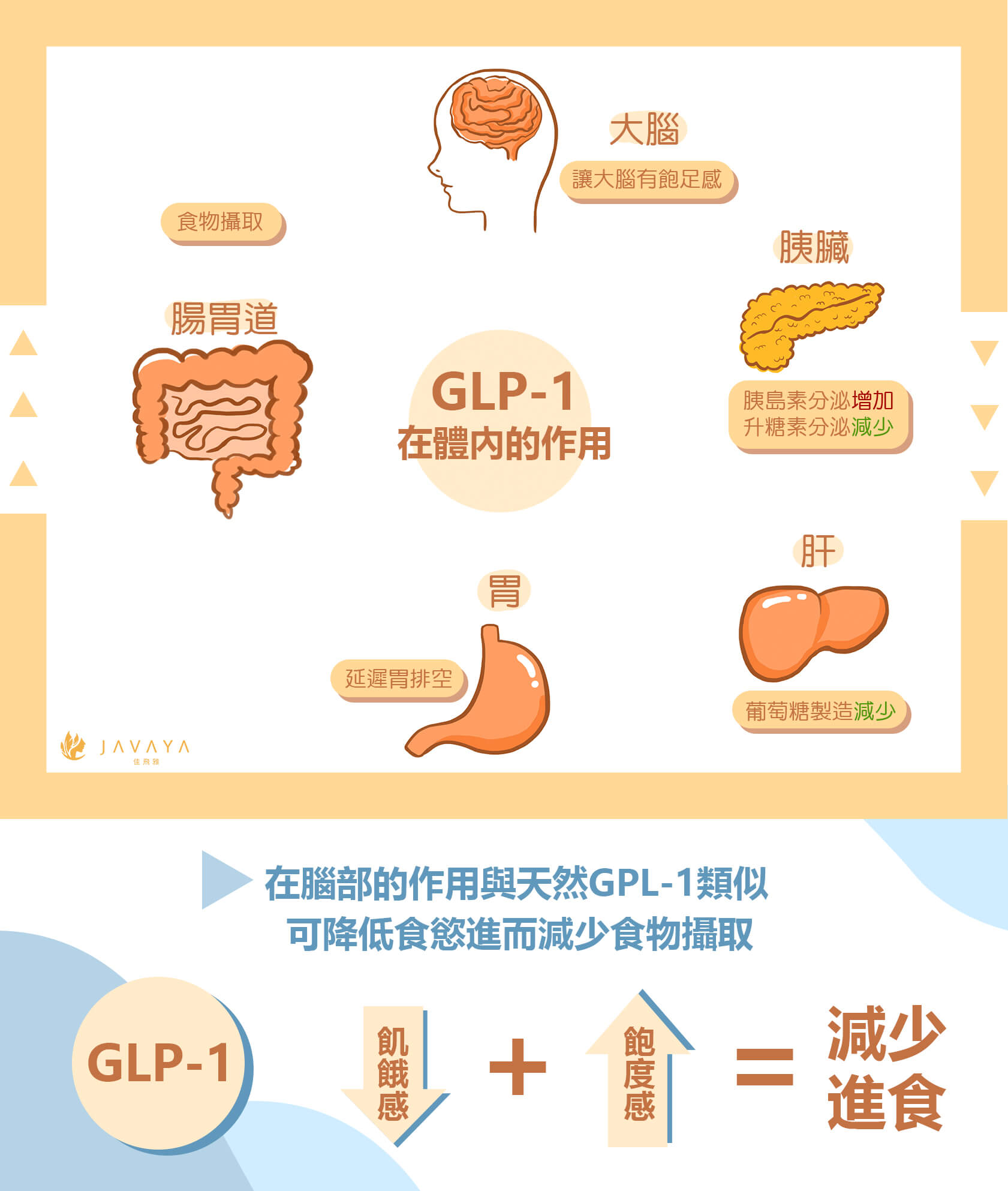 善纖達-GLP1在體內的作用 飢餓感下降,飽足感提升=減少進食 | 佳飛雅醫美