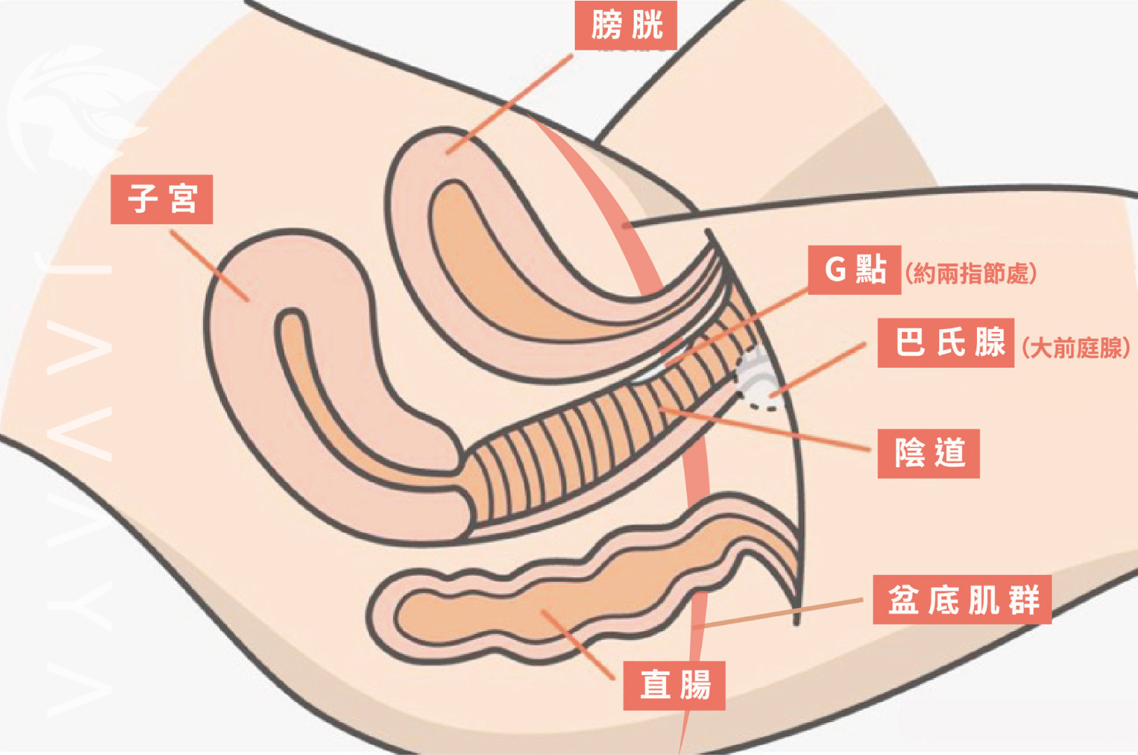 關於G點位置與私密處構造 | 佳飛雅醫美