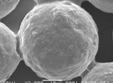 CaHA(羥基磷灰石鈣)微晶球的精密設計。透過高倍顯微放大鏡發現,每顆CaHA顆粒的尺寸約在25到45微米(μm)之間,表面經過高度處理,呈現圓潤光滑的球型結構,並帶有約3微米大小的微孔。