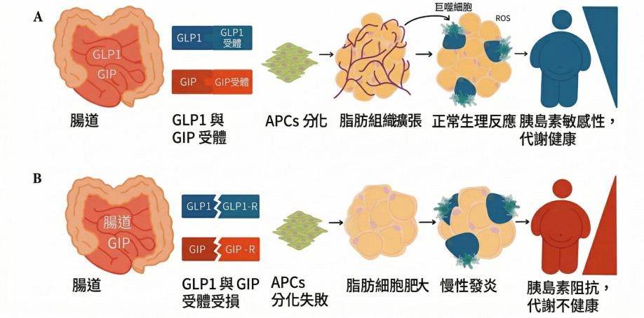 瘦瘦筆,瘦瘦筆多少錢,瘦瘦筆價格,瘦瘦筆比較,瘦瘦筆哪裡買,瘦瘦筆原理,瘦瘦筆成分