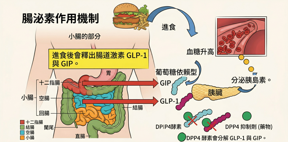 瘦瘦筆,瘦瘦筆多少錢,瘦瘦筆價格,瘦瘦筆比較,瘦瘦筆哪裡買,瘦瘦筆原理,瘦瘦筆成分